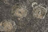 Dactylioceras Ammonite Cluster - Posidonia Shale, Germany #180402-2